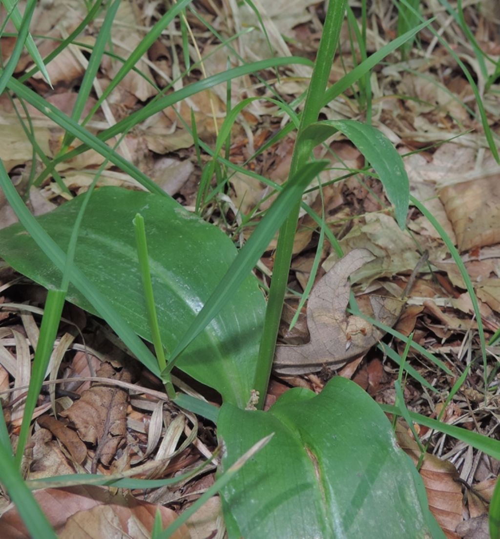 Marche - Platanthera chlorantha